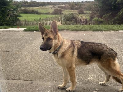 2 female Black & Tan German Shepherd pups €500 Each