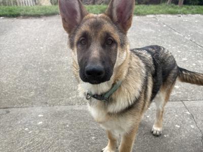 2 female Black & Tan German Shepherd pups €500 Each