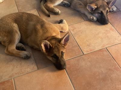 2 female Black & Tan German Shepherd pups €500 Each