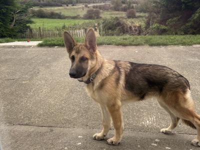 2 female Black & Tan German Shepherd pups €500 Each