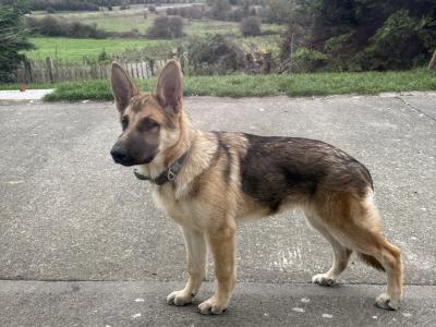 2 female Black & Tan German Shepherd pups €500 Each