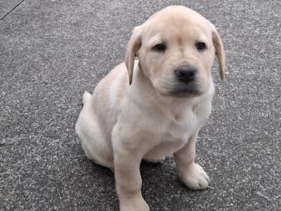 Labrador puppies for sale in Cavan
