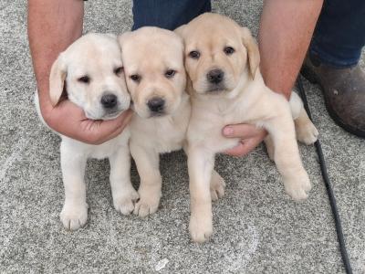 Labrador puppies for sale in Cavan