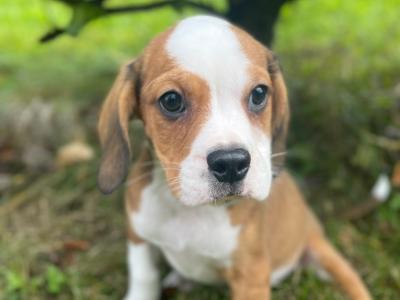 Beabull puppies (Beagle x English Bulldog) in Carlow