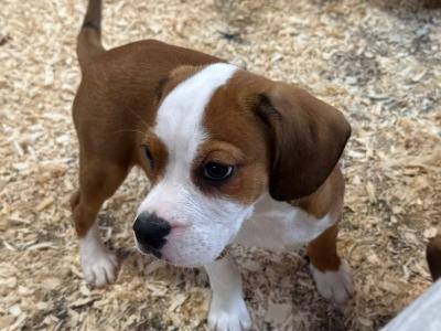 Beabull puppies (Beagle x English Bulldog) in Carlow
