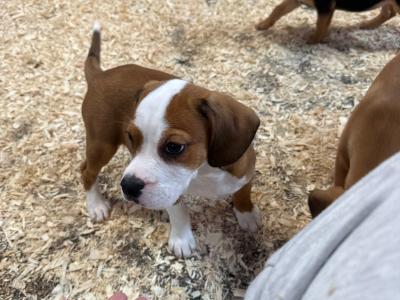 Beabull puppies (Beagle x English Bulldog) in Carlow