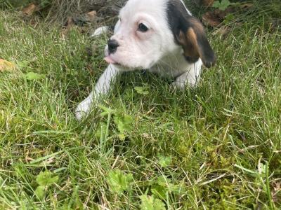 Beabull puppies (Beagle x English Bulldog) in Carlow