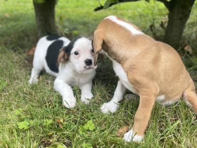 Beabull puppies (Beagle x English Bulldog) in Carlow