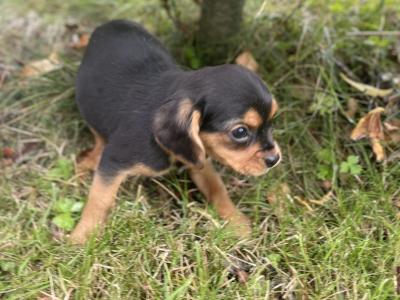 Beabull puppies (Beagle x English Bulldog) in Carlow