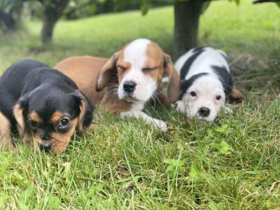 Beabull puppies (Beagle x English Bulldog) in Carlow