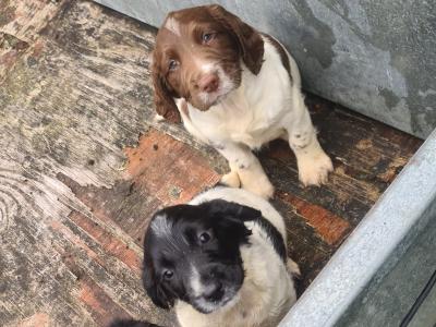 IKC Registered, purebred Springer Spaniel puppies- Contact Sean, - 086 396 7154