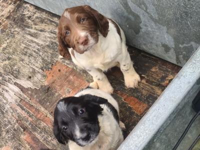 IKC Registered, purebred Springer Spaniel puppies- Contact Sean, - 086 396 7154