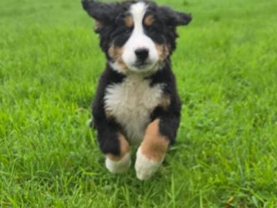 IKC Registered Pedigree Bernese Mountain Dog puppies for sale in Tipperary