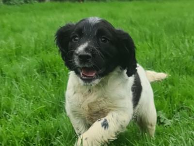 IKC Registered, purebred Springer Spaniel puppies- Contact Sean, - 086 396 7154