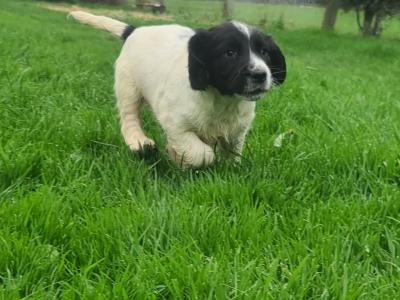 IKC Registered, purebred Springer Spaniel puppies- Contact Sean, - 086 396 7154