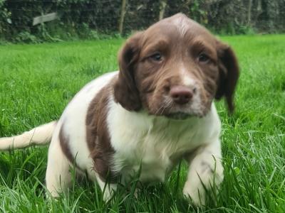 IKC Registered, purebred Springer Spaniel puppies- Contact Sean, - 086 396 7154