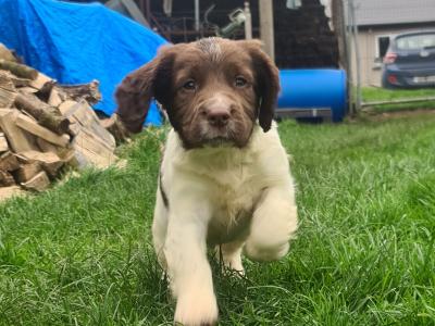 IKC Registered, purebred Springer Spaniel puppies- Contact Sean, - 086 396 7154