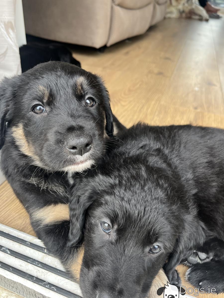 Golden Retriever x Bernese Mountain Dog puppies in Mayo