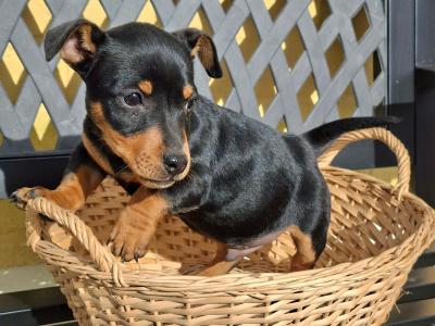Male Jack Russell puppy in Cork