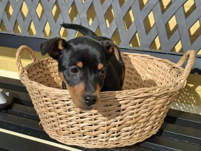 Male Jack Russell puppy in Cork