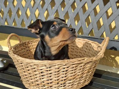 Male Jack Russell puppy in Cork