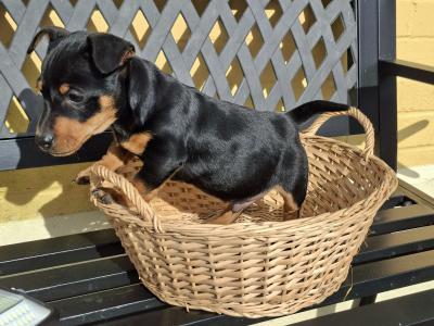 Male Jack Russell puppy in Cork