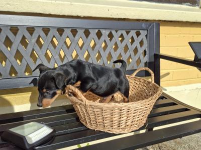 Male Jack Russell puppy in Cork