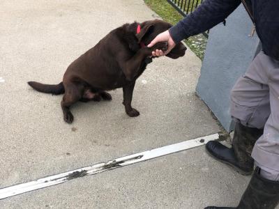 Chocolate Brown Labrador stud dog