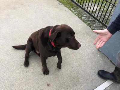 Chocolate Brown Labrador stud dog