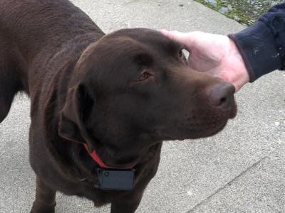 IKC Registered chocolate brown Labrador stud dog