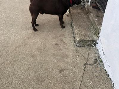 Chocolate Brown Labrador stud dog