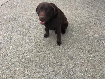 Chocolate Brown Labrador stud dog