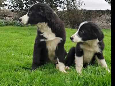 Border Collie puppies for sale in Tipperary