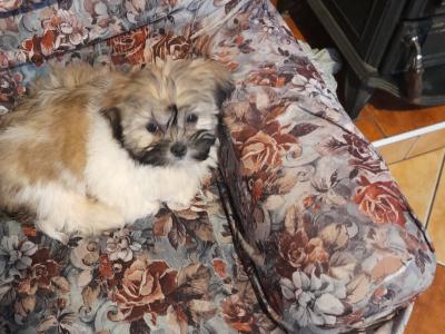 Male Shih Tzu puppy for sale in Longford