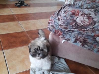 Male Shih Tzu puppy for sale in Longford