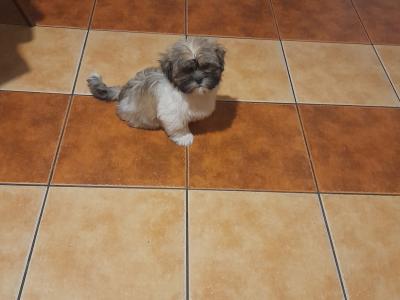Male Shih Tzu puppy for sale in Longford