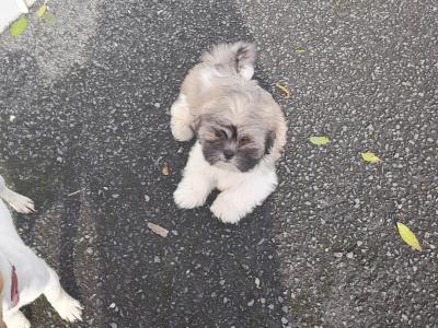 Male Shih Tzu puppy for sale in Longford