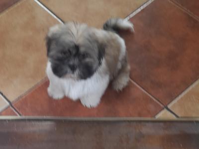 Male Shih Tzu puppy for sale in Longford