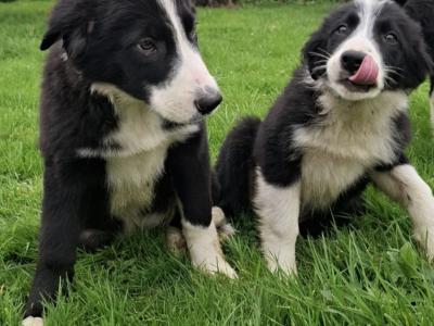 Border Collie puppies for sale in Tipperary