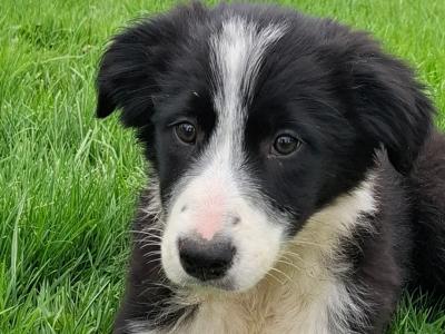Border Collie puppies for sale in Tipperary