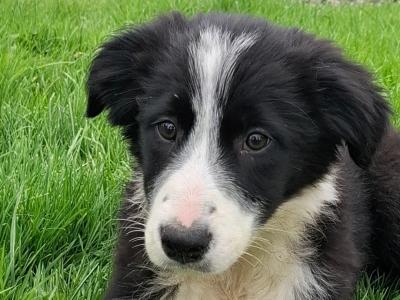 Border Collie puppies for sale in Tipperary