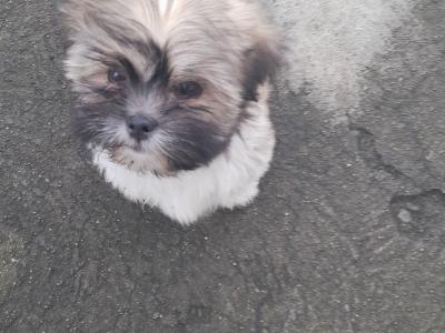Male Shih Tzu puppy for sale in Longford