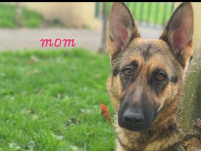 German Shepherd puppies in Limerick