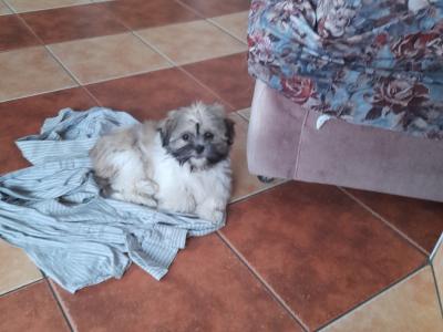 Male Shih Tzu puppy for sale in Longford
