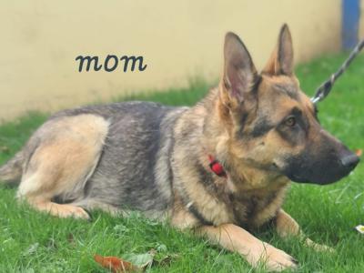 German Shepherd puppies in Limerick