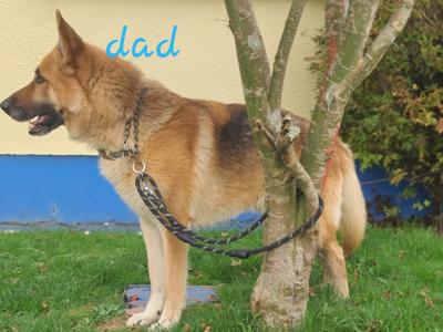 German Shepherd puppies in Limerick