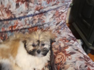 Male Shih Tzu puppy for sale in Longford