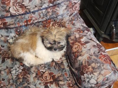 Male Shih Tzu puppy for sale in Longford