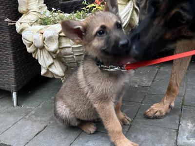 German Shepherd puppies in Limerick