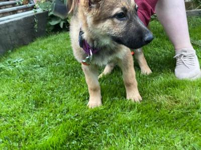 German Shepherd puppies in Limerick